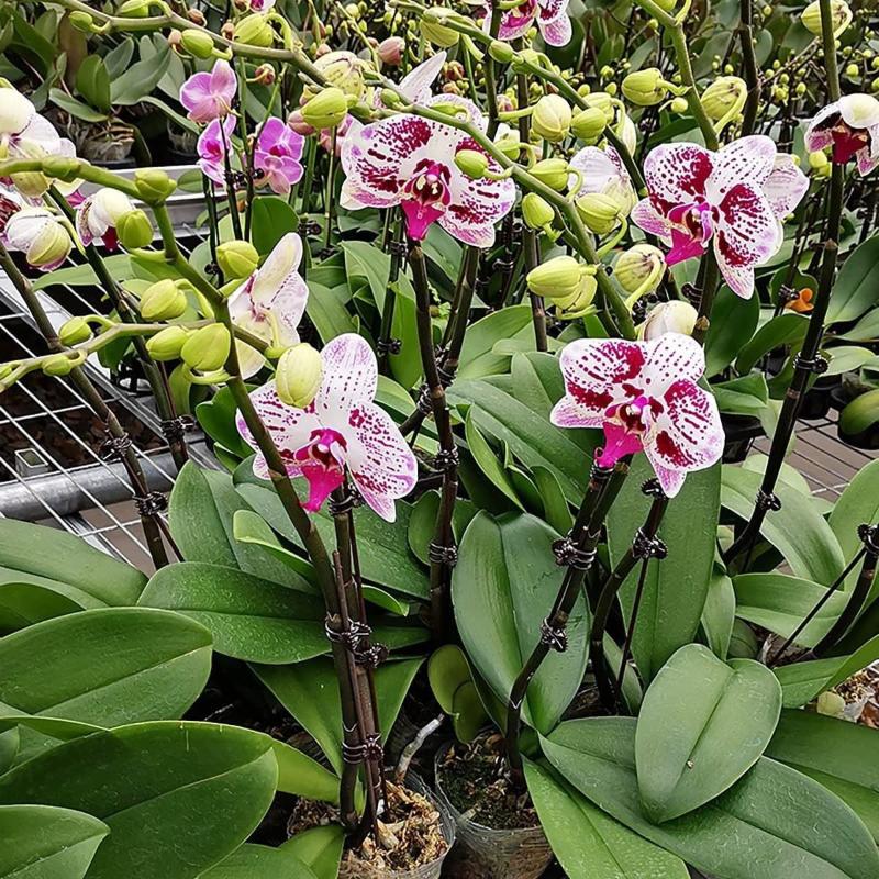 50Pcs Plant Fixed Clip Butterf - Home Security Adt avaliação e preço
